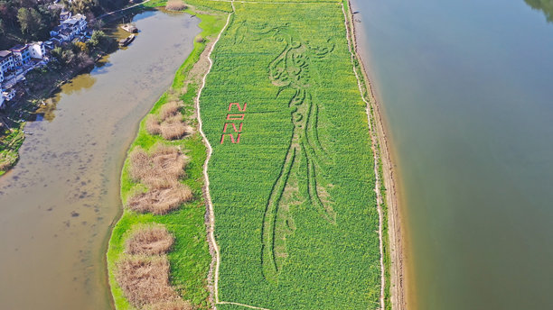 新安江风景画廊景区，油菜花田，徽州风格建筑，深渡码头，歙县，黄山，安徽省，中国，亚洲。图片下载