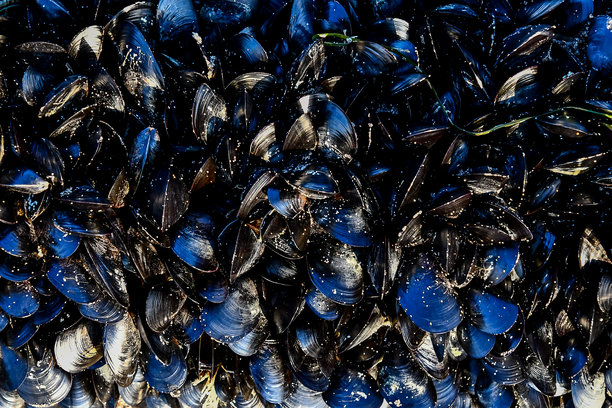 海洋贝壳的抽象背景，数字照片作为背景图片下载