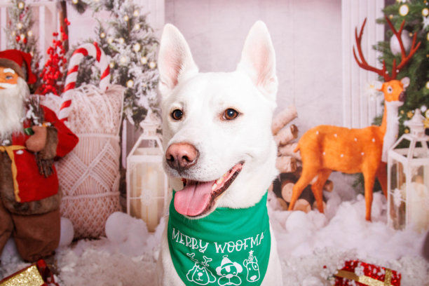西伯利亚哈士奇犬，温馨氛围中的圣诞照片拍摄图片下载