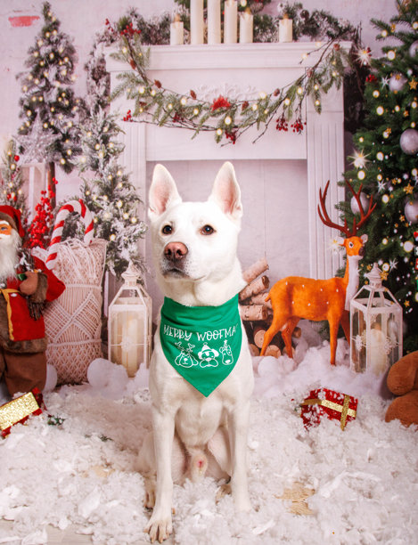 西伯利亚哈士奇犬，温馨氛围中的圣诞照片拍摄图片下载