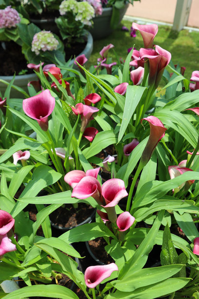 一幅色彩斑斓的粉白色马蹄莲或阿鲁姆百合的图片，是印度的一种热带观赏植物。图片下载