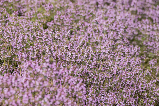 花园中生长的香草照片图片下载