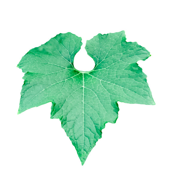 绿色南瓜叶子，PNG格式，葫芦树叶子的特写照片图片下载