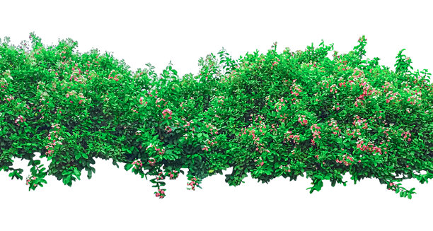 一棵绿色的树，背景为白色，中间有一株绿色植物，旁边有开花的灌木，PNG图片，孤立的绿色草坪，绿色植物的图片图片下载