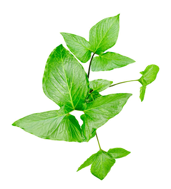 透明背景上的绿色叶子，带有叶子的绿色植物，树枝上的绿色叶子，PNG图片。图片下载