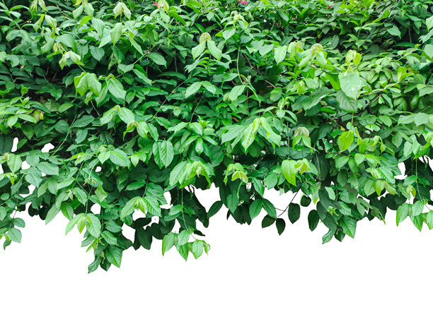 树上有绿叶的绿色植物，两棵开花的绿叶树，绿色草坪边界，绿色草坪边界，绿色常春藤框架，留有白色空间，绿色树木是手绘的。图片下载