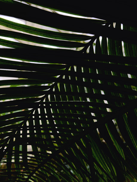 特写镜头展示了重叠结构形成的复杂棕榈叶图案。照片突显了光与影的交错，创造出戏剧性和抽象的轮廓效果。图片下载