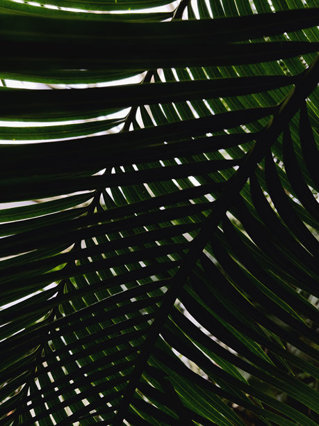 一张棕榈叶底部特写的照片。照片捕捉了叶脉的复杂图案以及光影的交错。叶子的深绿色。图片下载