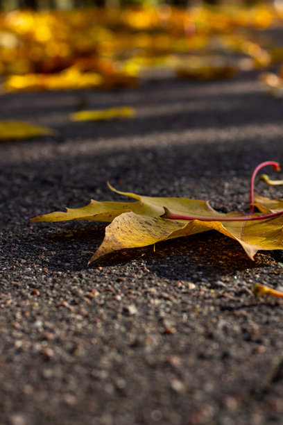 十一月的秋季植物，秋季风格的照片，秋花特写，告别秋天图片下载