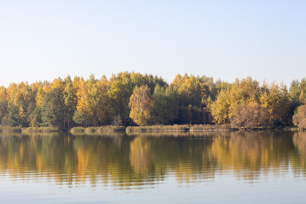 十一月的秋季植物，秋季风格的照片，秋花特写，告别秋天图片下载