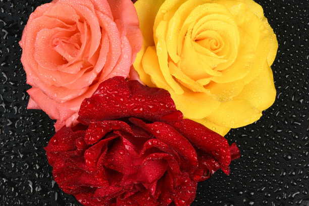 黑色背景上的红色、粉色和黄色玫瑰的工作室照片。情人节。图片下载