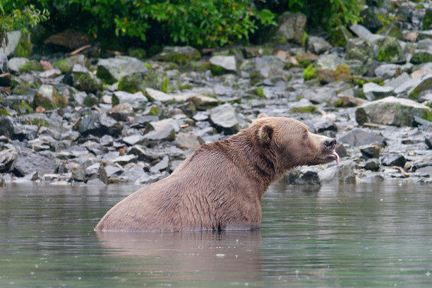 阿拉斯加大棕熊在美国阿拉斯加大河湖的岸边水中站立的特写照片图片下载