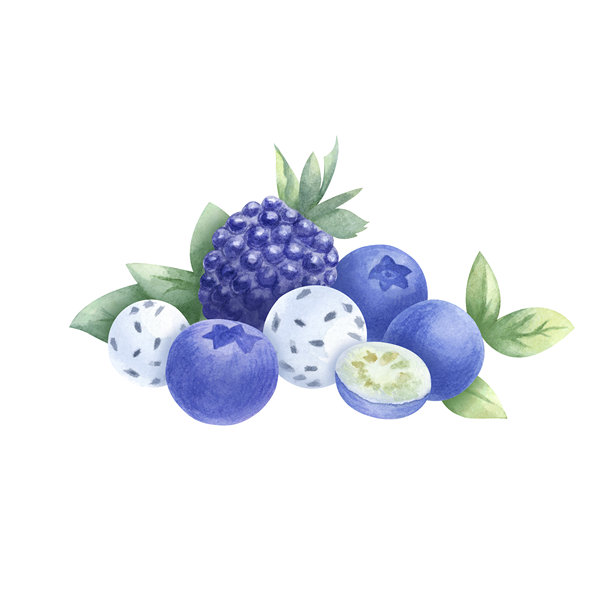 蓝莓、黑莓、薄荷和含有奇亚籽的糖果水彩组合。手绘的孤立插图，生动的野生浆果，包括越橘和露莓，适用于食品包装和健康食谱。图片下载