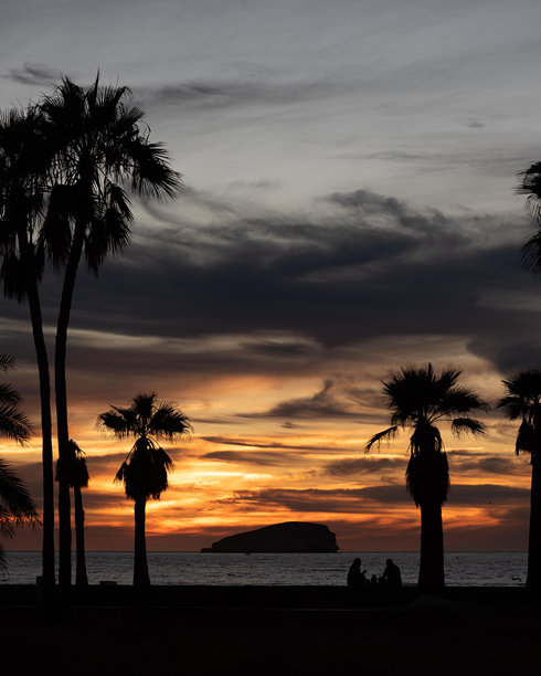 日落与棕榈树和剪影对话 - 高清库存照片图片下载