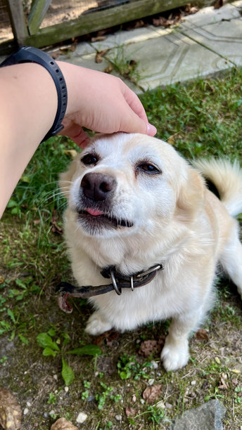 女孩的手抚摸着一只浅色的流浪狗的竖版照片图片下载
