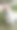 女孩的手抚摸着一只浅色的流浪狗的竖版照片图片下载