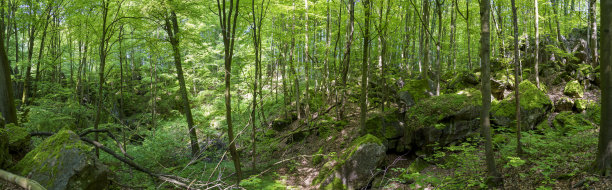 绿意盎然的夏季茂密森林中大型天然石头的全景照片图片下载
