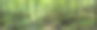 绿意盎然的夏季茂密森林中大型天然石头的全景照片图片下载