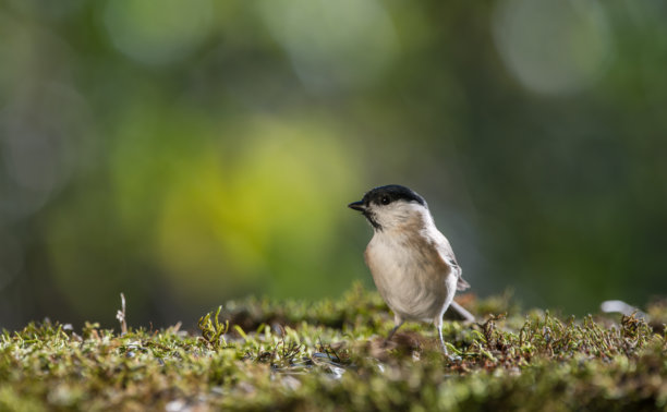 黑顶山雀在地面上休息，背景为模糊的散景。特写细节照片图片下载