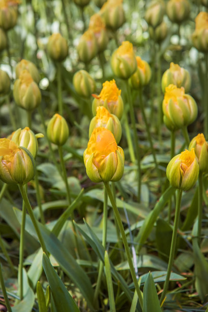 异国情调的黄色郁金香品种Vanille coupe。竖版照片图片下载