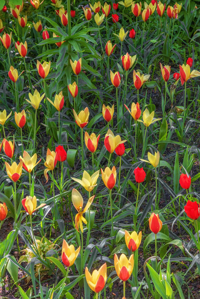 荷兰公园中红黄双色郁金香的田野。竖版照片图片下载