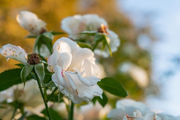 特写照片展示了盛开的白色花朵，花心呈淡粉色，绿叶环绕，背景是模糊的相似植物。光线透过叶片，形成阴影和层次感。图片下载
