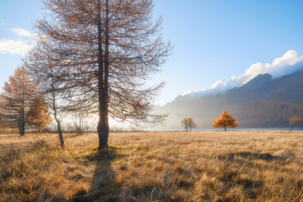 瑞士的秋季风景。山中的日出。雾气和秋天的树木。山谷的壮丽景色。适合用作背景、壁纸和明信片的照片。图片下载