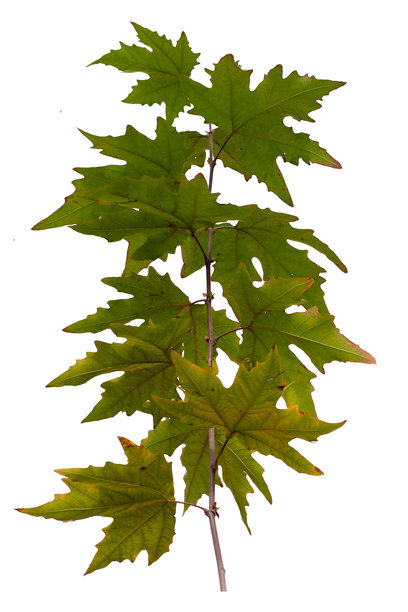 白色背景上的枫树枝照片图片下载