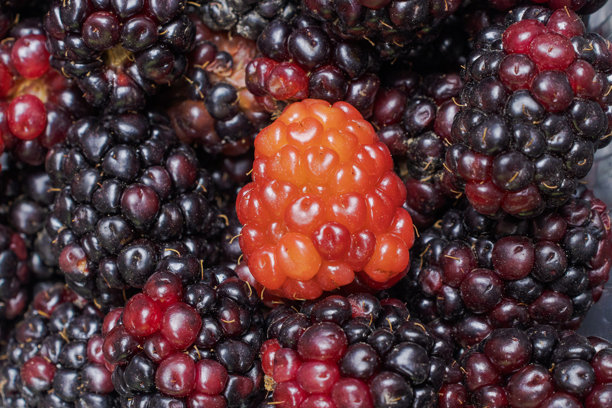 紫色和红色的黑莓水果背景，小果实放在小容器中，浆果，蓝莓，黑莓，黑莓，产品照片。图片下载