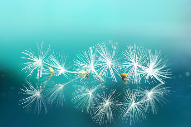 蒲公英种子的原始照片，映衬在青绿色背景上。图片下载