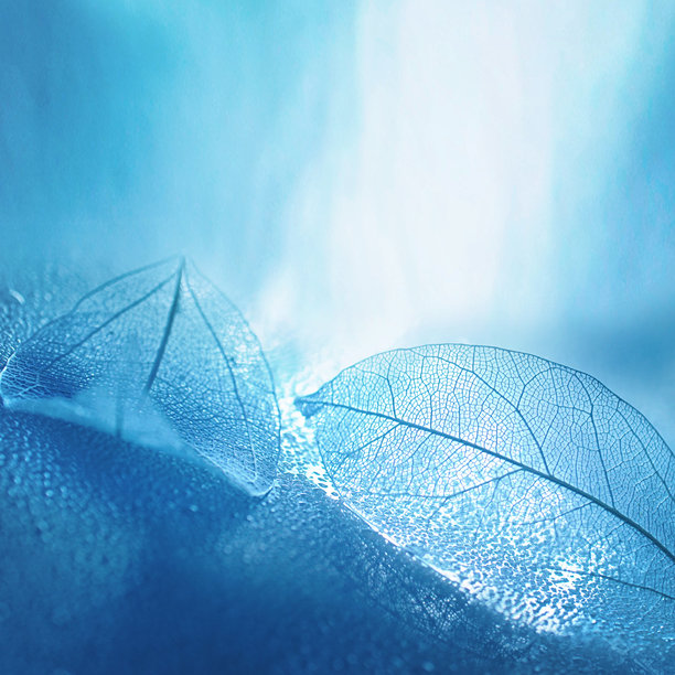 蓝色调的骨架叶子原始照片，适合创意作品。图片下载