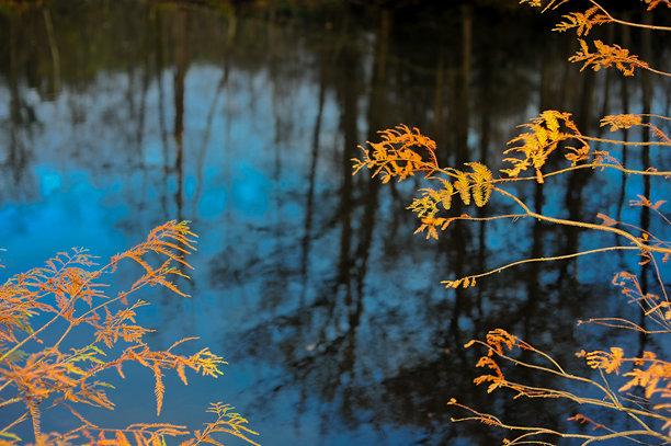 水面背景下的枫树枝。创意照片。图片下载