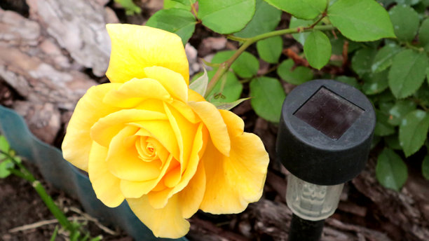 高质量的4K视频素材。美丽的黄色玫瑰特写，背景是LED花园手电筒。图片下载