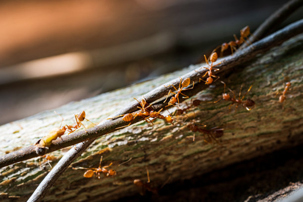 特写照片：一群红蚂蚁在木头上。图片下载