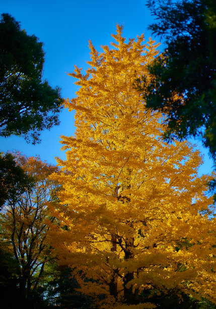 秋天的银杏树特写照片图片下载