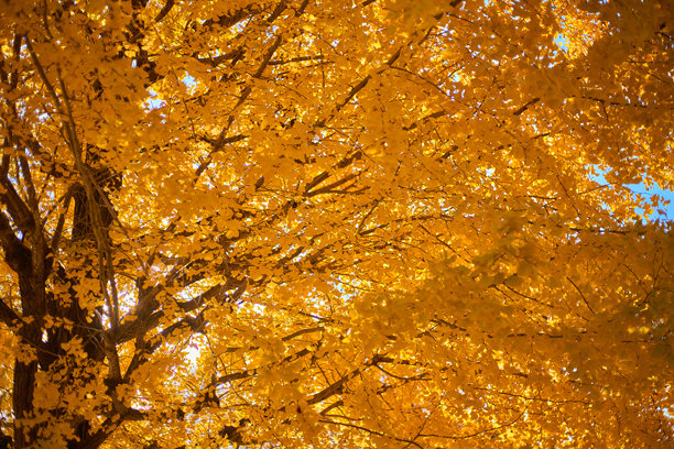 秋天的银杏树特写照片图片下载
