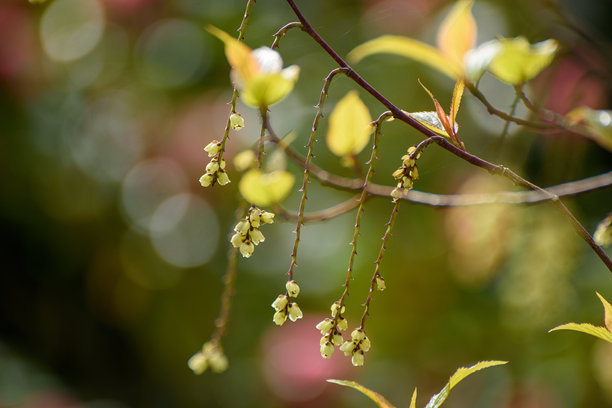 中国腊梅树的枝条特写图片下载