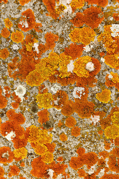 自然植物背景，覆盖着苔藓和地衣的石头，黄色、橙色、白色植物斑点，宏观趋势俯视照片。自然特写苔藓表面纹理。环境纹理。图片下载