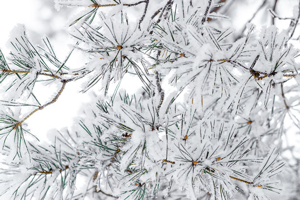 冬季自然特写，绿色松树枝上覆盖着雪，雪白的质感，微距趋势照片，神奇的冬季时光，冬季假日氛围，雪白的冷杉树森林，常青树枝上的白霜图片下载