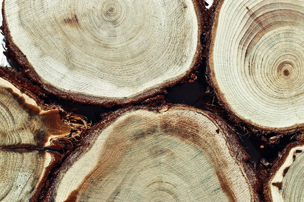 自然木质背景，宏观照片展示了杜松木的横截面，细致的年轮纹理和树皮，图形自然有机图案。树木切片的集合，环保概念。图片下载