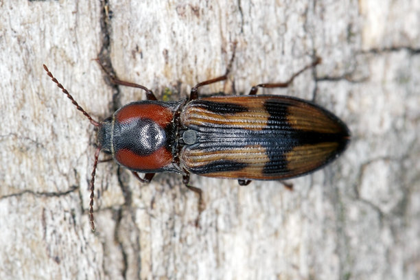 点击甲虫，十字斑点击甲虫，木头上的特写照片。俯视图。图片下载