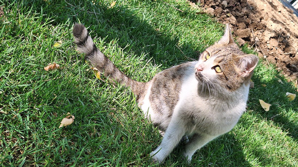 阳光下美丽的猫咪照片图片下载