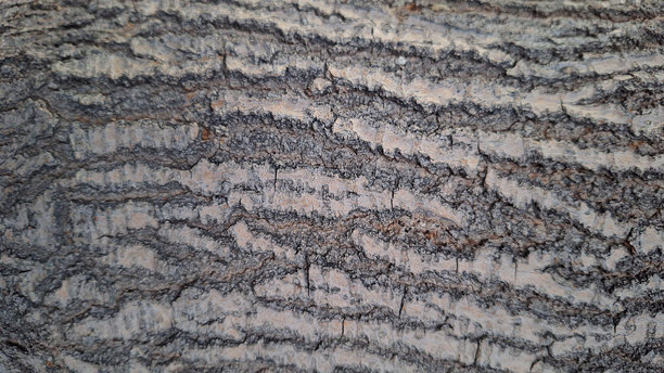 树木纹理的特写照片图片下载