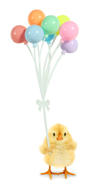 可爱的小鸡抱着许多五彩缤纷的气球，背景为白色，搞笑概念照片。小鸡角色海报图片下载