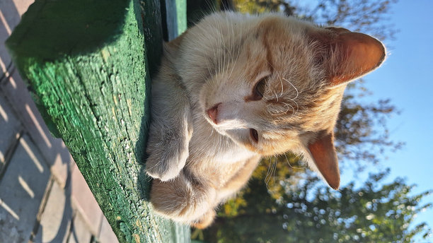 一只正在睡觉的猫的肖像照片图片下载