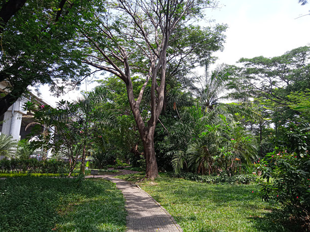 公园里绿树成荫的小路照片图片下载