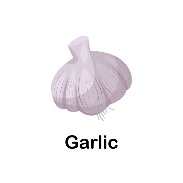 大蒜。儿童教育卡片，配有蔬菜图片。白色背景上的孤立矢量插图。图片下载