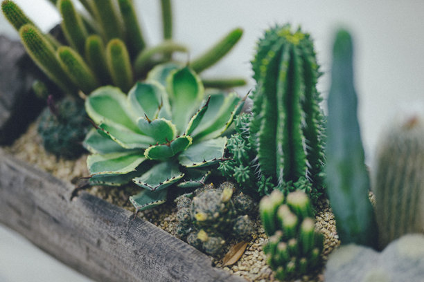 一张特写照片，展示了多种多样的多肉植物和仙人掌，排列在一个木质花盆中。图片下载