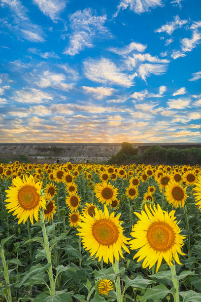 日本可爱而阳光明媚的向日葵照片图片下载