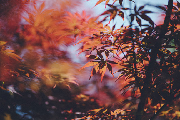 一张特写照片，展示了沐浴在温暖秋光中的鲜艳红色枫叶。图片下载